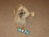 036_Puga_s_aloha_toy.jpg