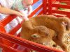Petting_the_baby_buffalo.jpg