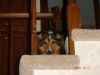 watchdog.JPG
